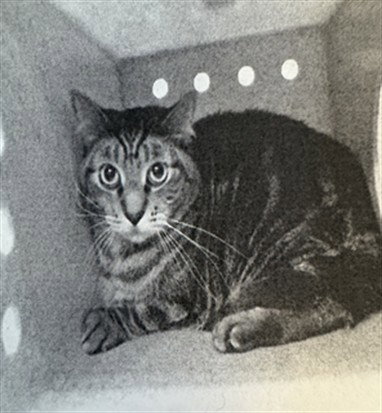 CHANEL, Adult Domestic Short Hair (medium coat), cat for adoption in San Buenaventura (Ventura), California