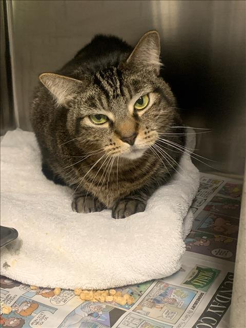 CHANEL, an adoptable Domestic Short Hair in Los Angeles, CA