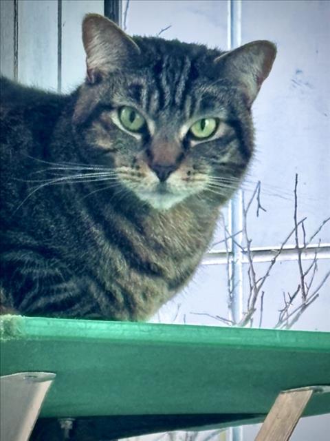 CHANEL, Adult Domestic Short Hair (medium coat), cat for adoption in Torrance, California