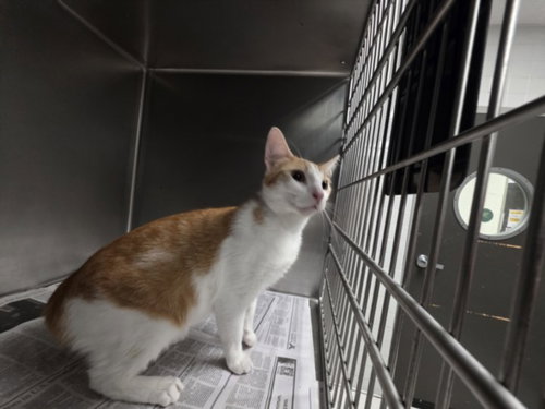 COLA, Adult Domestic Short Hair (medium coat), cat for adoption in San Buenaventura (Ventura), California