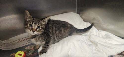 ROSE, Baby Domestic Short Hair (medium coat), cat for adoption in San Buenaventura (Ventura), California