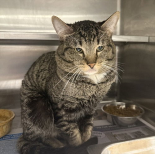 HAKU, Young Domestic Short Hair (medium coat), cat for adoption in San Buenaventura (Ventura), California