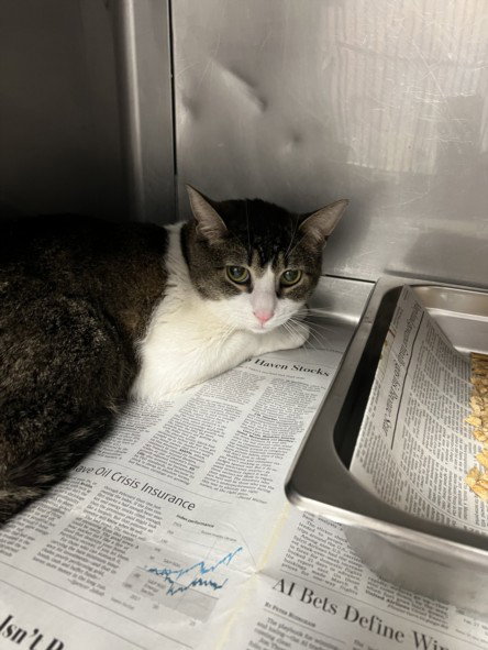 OLLIE, Adult Domestic Short Hair (medium coat), cat for adoption in San Buenaventura (Ventura), California