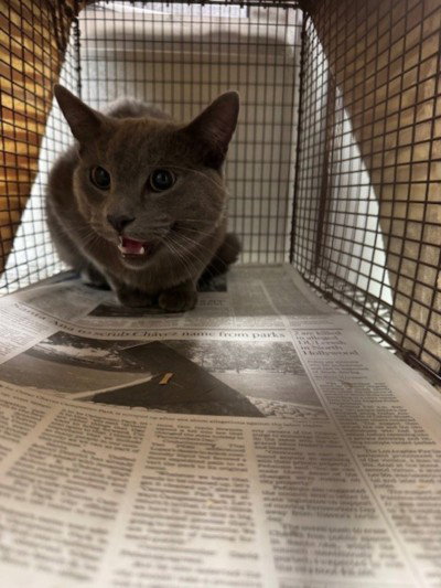 GREY, Young Domestic Short Hair (medium coat), cat for adoption in San Buenaventura (Ventura), California