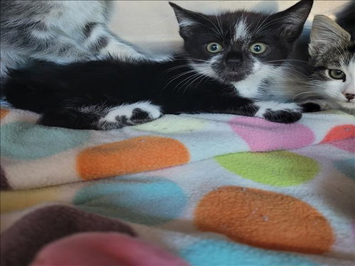 DALE, Baby Domestic Short Hair (medium coat), cat for adoption in San Buenaventura (Ventura), California