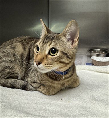 THANOS, Baby Domestic Short Hair (medium coat), cat for adoption in San Buenaventura (Ventura), California