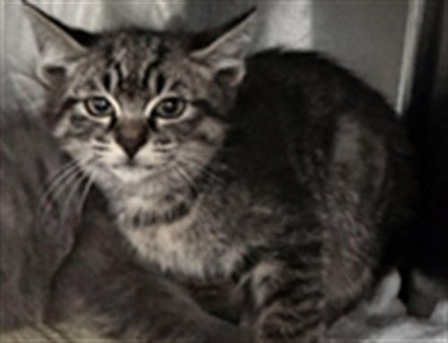 KIWI, an adoptable Domestic Short Hair in Los Angeles, CA