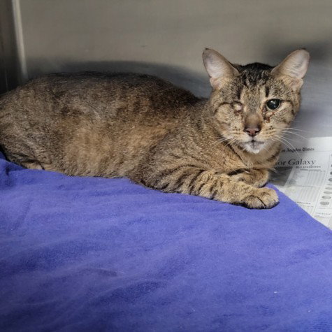 SOLO, an adoptable Domestic Short Hair in Los Angeles, CA