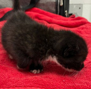 BARRY, Baby Domestic Short Hair (medium coat), cat for adoption in San Buenaventura (Ventura), California