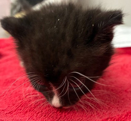 LARRY, Baby Domestic Short Hair (medium coat), cat for adoption in San Buenaventura (Ventura), California