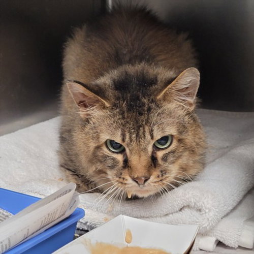 SMOKEY, Senior Domestic Short Hair (medium coat), cat for adoption in San Buenaventura (Ventura), California