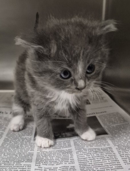 LARRY, an adoptable Domestic Medium Hair in Los Angeles, CA