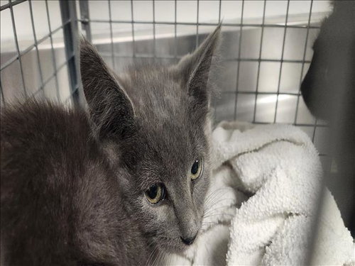 CEDAR, an adoptable Domestic Short Hair in Los Angeles, CA
