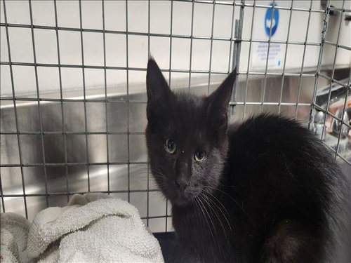 ZESTY, Baby Domestic Short Hair (medium coat), cat for adoption in San Buenaventura (Ventura), California