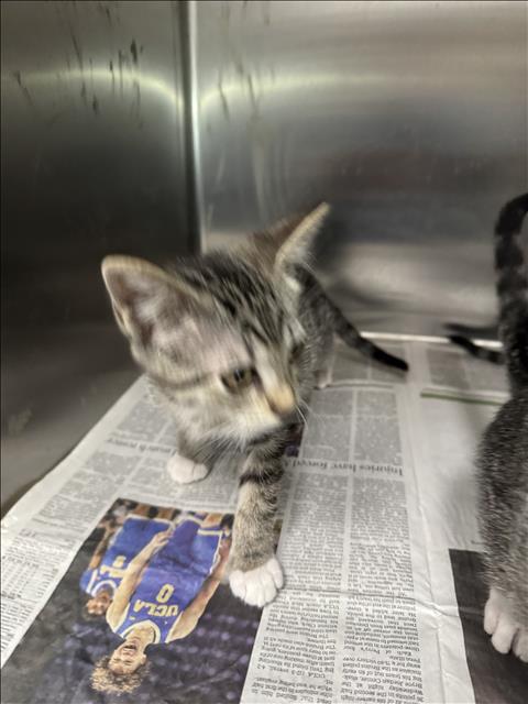 ALF, Baby Domestic Short Hair (medium coat), cat for adoption in San Buenaventura (Ventura), California