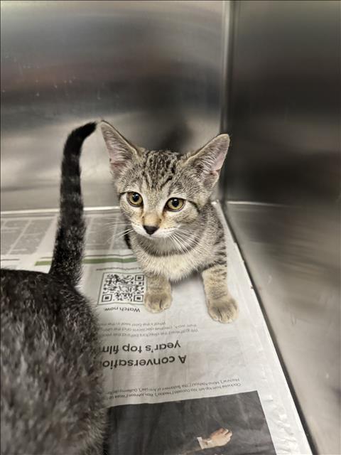 JOSHER, Baby Domestic Short Hair (medium coat), cat for adoption in San Buenaventura (Ventura), California