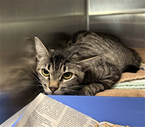 BEAN, Adult Domestic Short Hair (medium coat), cat for adoption in San Buenaventura (Ventura), California