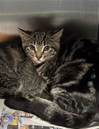 FRENCH FRIES, Baby Domestic Short Hair (medium coat), cat for adoption in San Buenaventura (Ventura), California