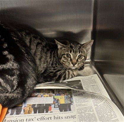 HAMBURGER, Baby Domestic Short Hair (medium coat), cat for adoption in San Buenaventura (Ventura), California