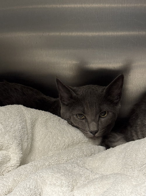 SUGAR, Baby Domestic Short Hair (medium coat), cat for adoption in San Buenaventura (Ventura), California