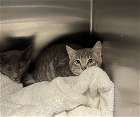 CINNAMON, Baby Domestic Short Hair (medium coat), cat for adoption in San Buenaventura (Ventura), California