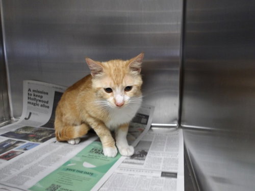 GEORGE, Adult Domestic Short Hair (medium coat), cat for adoption in San Buenaventura (Ventura), California
