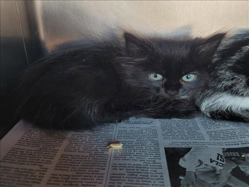 HOLLY, Baby Domestic Short Hair (medium coat), cat for adoption in Paramount, California