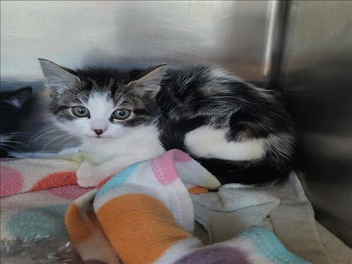 JANICE, Baby Domestic Short Hair (medium coat), cat for adoption in San Buenaventura (Ventura), California