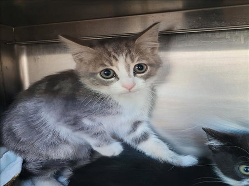 CHIP, Baby Domestic Short Hair (medium coat), cat for adoption in Paramount, California