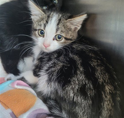 NORA, Baby Domestic Short Hair (medium coat), cat for adoption in San Buenaventura (Ventura), California