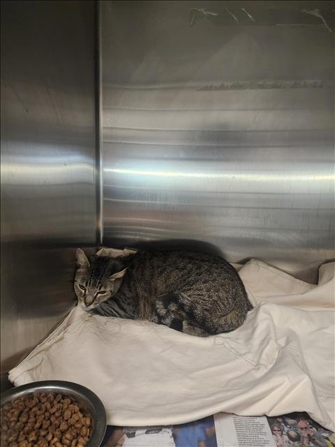 NALA, Adult Domestic Short Hair (medium coat), cat for adoption in San Buenaventura (Ventura), California