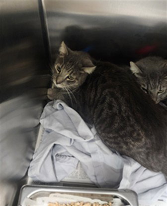 RICK, Adult Domestic Short Hair (medium coat), cat for adoption in San Buenaventura (Ventura), California