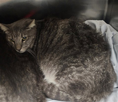 GLEN, Adult Domestic Short Hair (medium coat), cat for adoption in San Buenaventura (Ventura), California