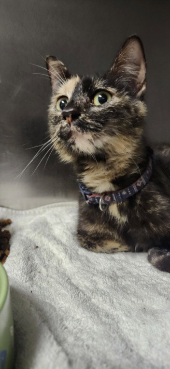 MISSI, Adult Domestic Short Hair (medium coat), cat for adoption in San Buenaventura (Ventura), California
