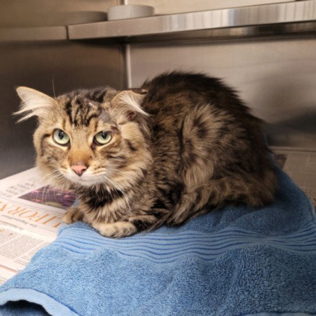 FRODO, Adult Domestic Medium Hair (medium coat), cat for adoption in Paramount, California