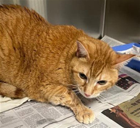SPIKY, Adult Domestic Short Hair (medium coat), cat for adoption in San Buenaventura (Ventura), California