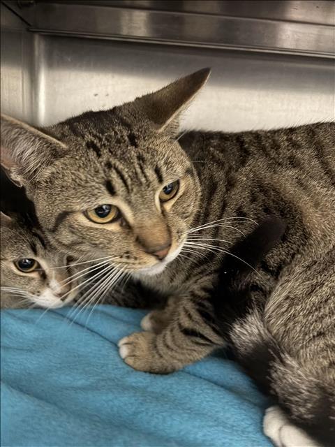 TIGER, Young European Shorthair (medium coat), cat for adoption in San Buenaventura (Ventura), California