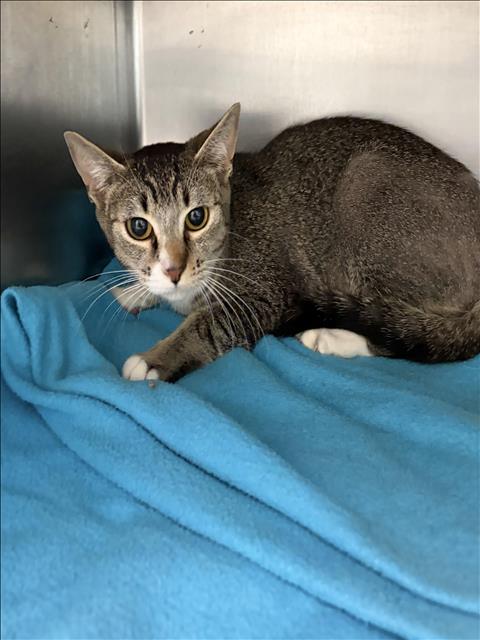 KIMCHI, Young European Shorthair (medium coat), cat for adoption in San Buenaventura (Ventura), California