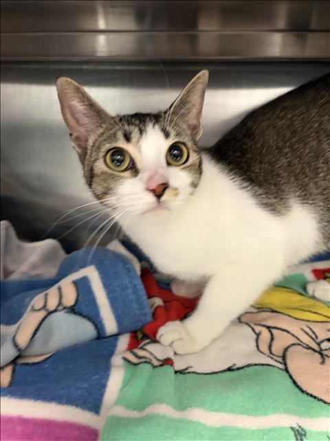 SUSHI, Young Domestic Short Hair (medium coat), cat for adoption in San Buenaventura (Ventura), California