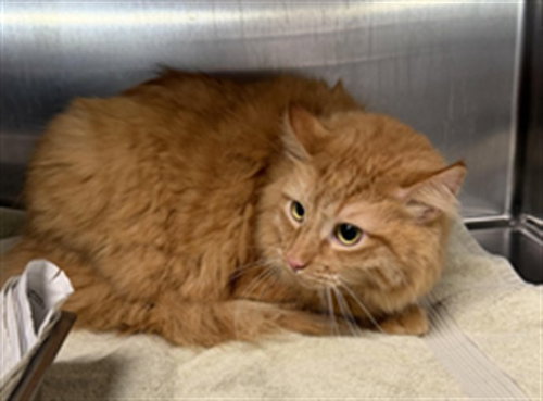 DASH, Adult Domestic Short Hair (medium coat), cat for adoption in San Buenaventura (Ventura), California