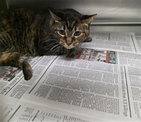 MYLA, Adult Domestic Short Hair (medium coat), cat for adoption in San Buenaventura (Ventura), California
