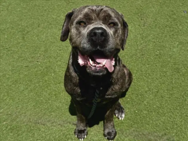 Feisty - Cane Corso Mastiff