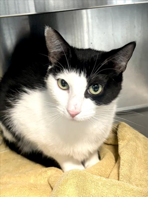 HARU, Adult Domestic Short Hair (medium coat), cat for adoption in Alhambra, California