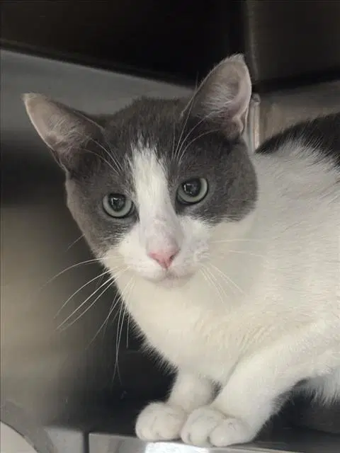 Santi - Domestic Short Hair