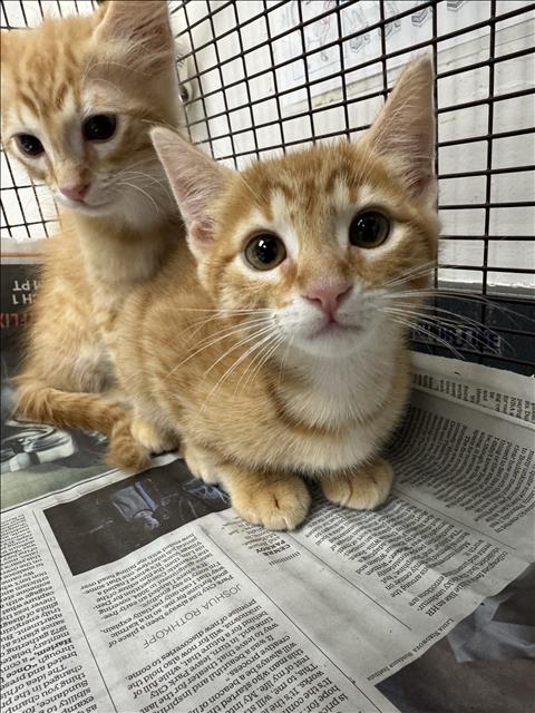 CHARLES, Baby Domestic Short Hair (medium coat), cat for adoption in San Buenaventura (Ventura), California