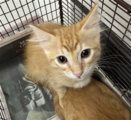 HENRY, Baby Domestic Short Hair (medium coat), cat for adoption in San Buenaventura (Ventura), California