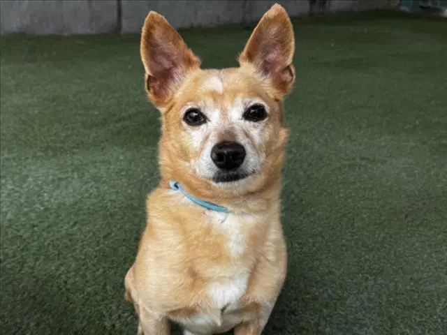 Paul Anka - Chihuahua