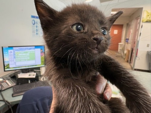 MULAN, Baby Domestic Short Hair (medium coat), cat for adoption in Stanton, California
