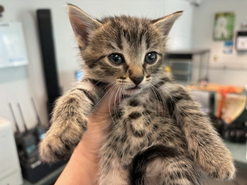 RUTHIE, Baby Domestic Short Hair (medium coat), cat for adoption in San Buenaventura (Ventura), California