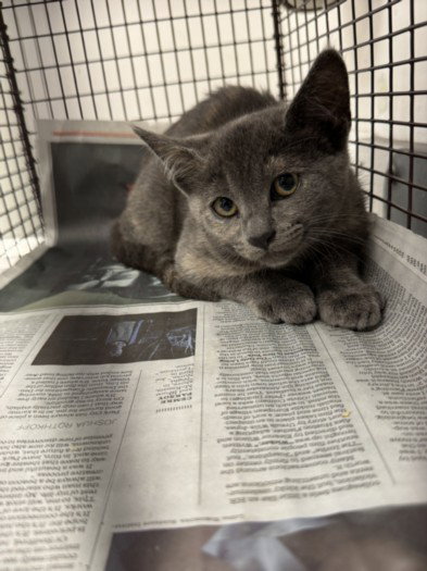 SANDY CHEEKS, Baby Domestic Short Hair (medium coat), cat for adoption in San Buenaventura (Ventura), California